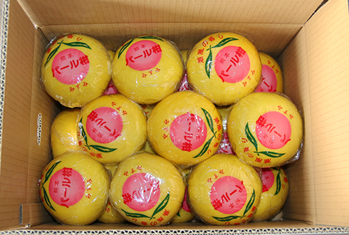 すぅパール柑M 20kg パール柑（文旦）┃中山農園